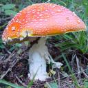 amanita, just a nice picture